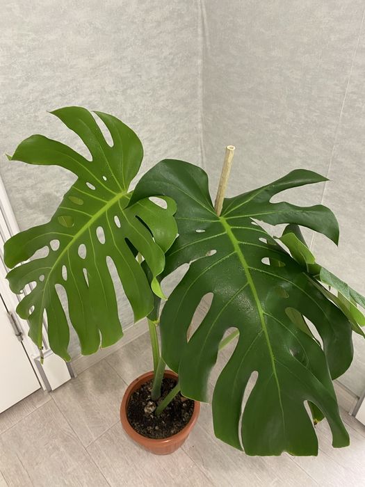 Продам монстеру по выгодной цене