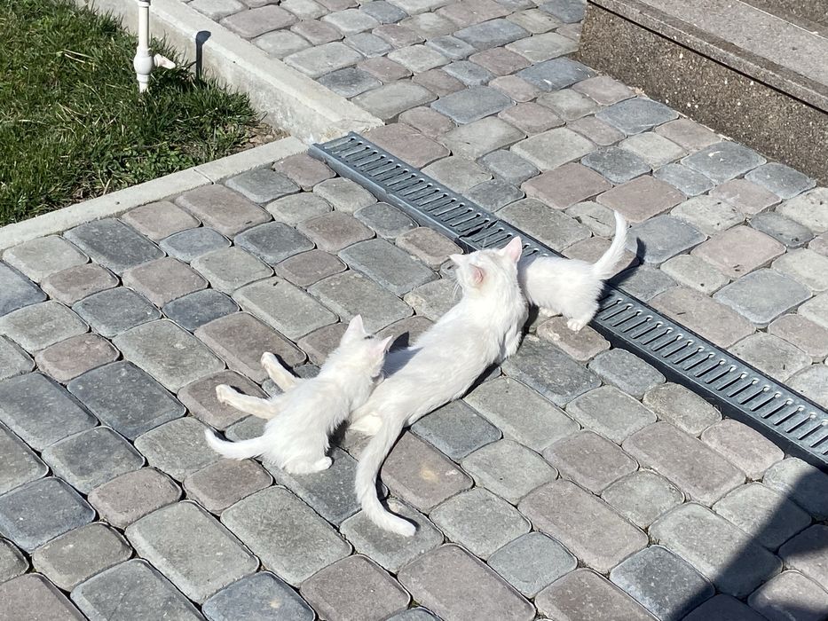 Белоснежные Котёноки девочки