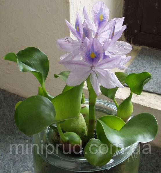 Эйхорния. Водный гиацинт