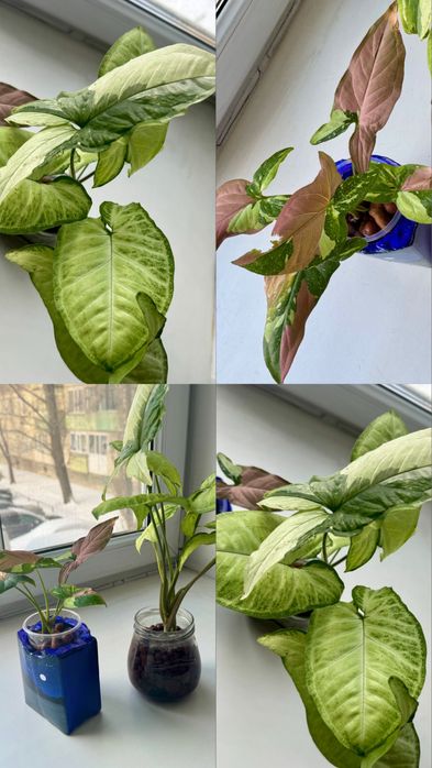 Продам цветы срочно