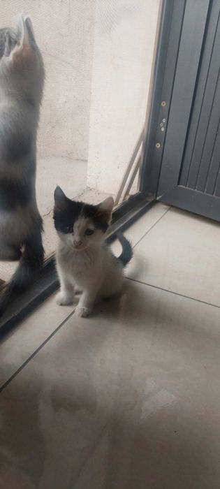 Отдадим котят в добрые руки. Бесплатно. Мушукчалар бепул берилади