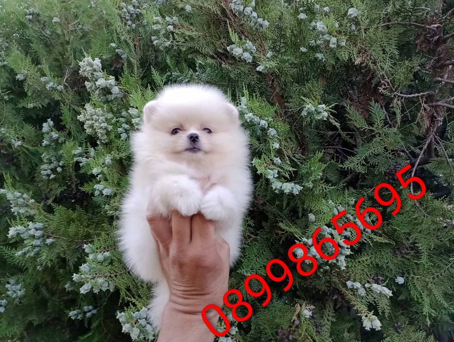Померани. Момчета и момичета