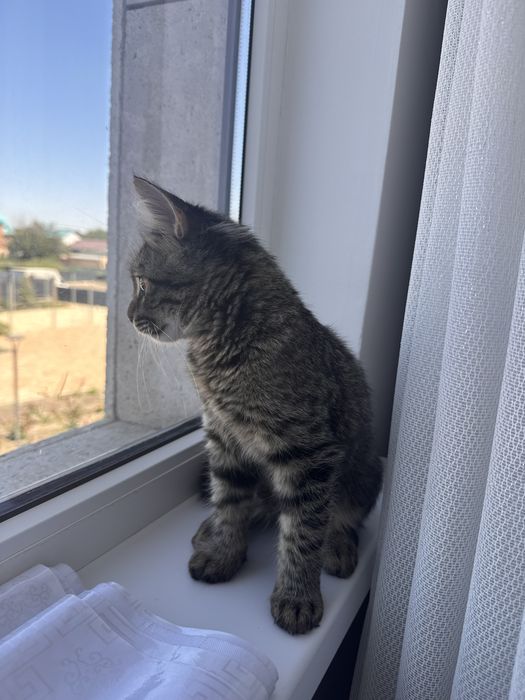 Котенок в добрые руки