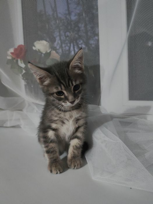 Отдам котёнка в добрые руки!