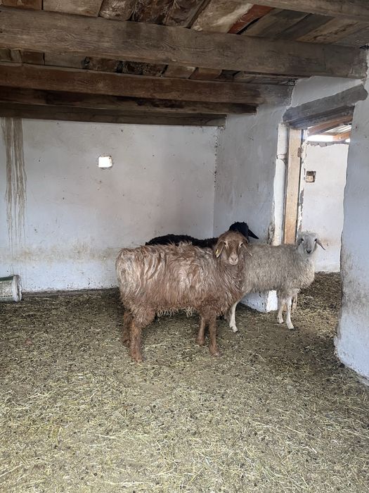 қой сатылады былтырғы тоқтылар