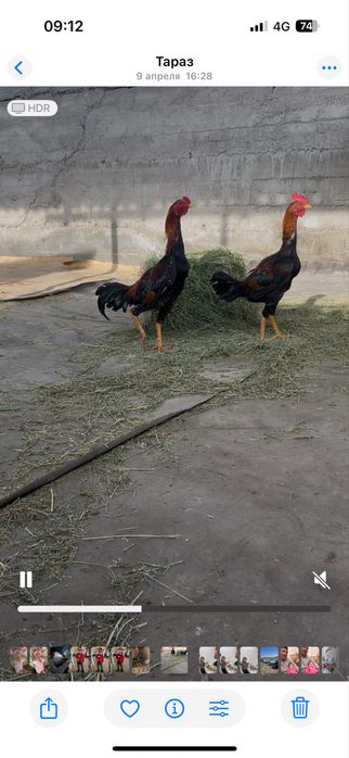 Сатылат шоже кораздар