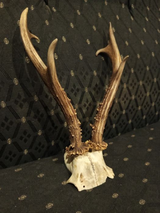 Истински Еленски рога