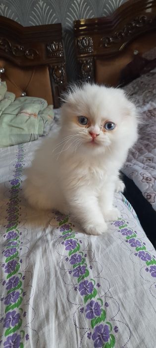 Шотландский, котик