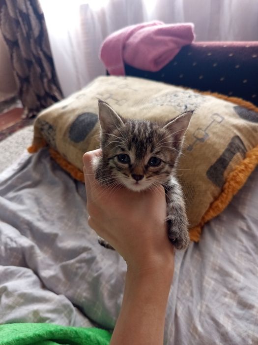 пристраивается котёнок в добрые руки