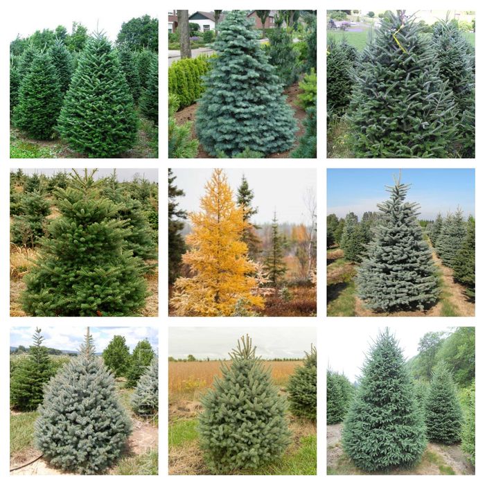 Pachet 100 bucati puieti mixt SUPERIOR- 10 specii brad, molid argintiu