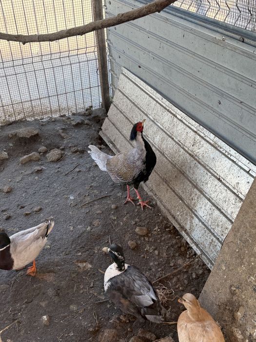 Vand fazan argintiu 2 ani