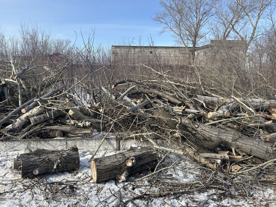 Дрова даром деревья пеньки самовывоз