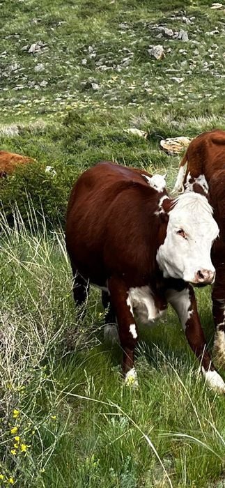 Согым сиыр малы карова продам