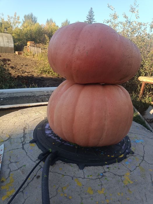 Продам тыква домашняя .