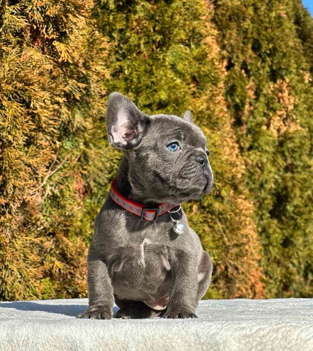 Френски Булдог French Bulldog Blue