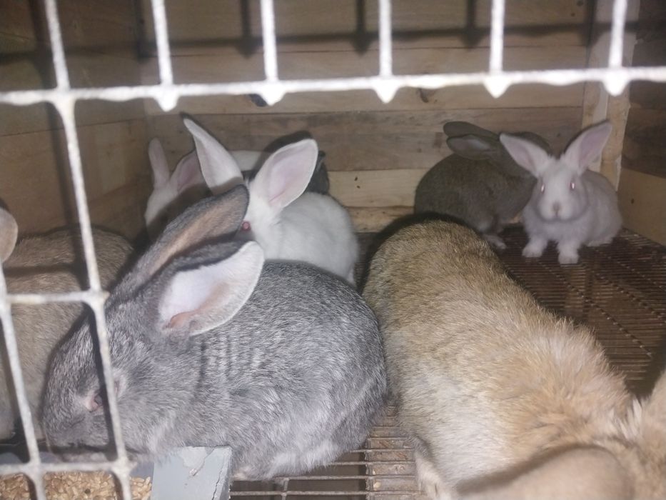 Продам  кроликов
