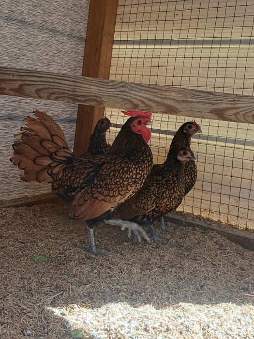 Себерайт золотой сотилади.