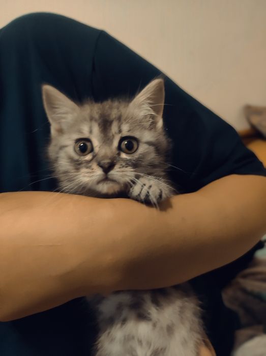 Котёнок породистый
