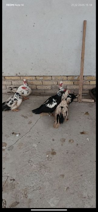 Индушка сотилади