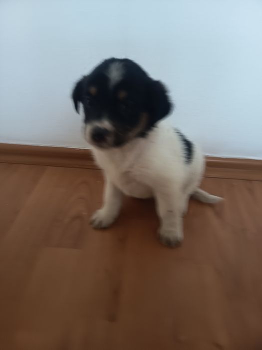 6 Cațelusi talie mica-medie adoptie gratis