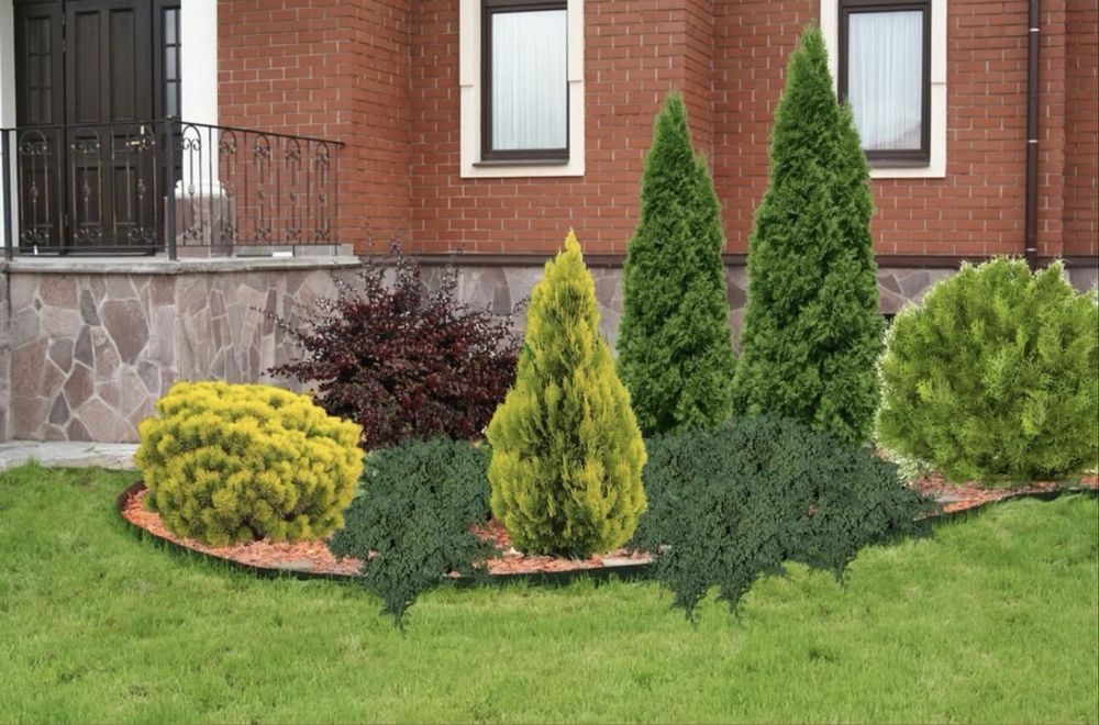 Елки туи озеленение участка
