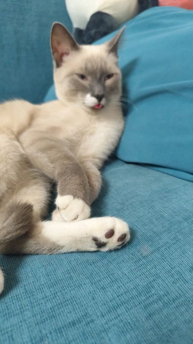 Пропал кот, меньше года.