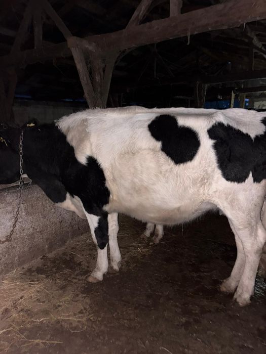 Bălțata cu negru Românesc