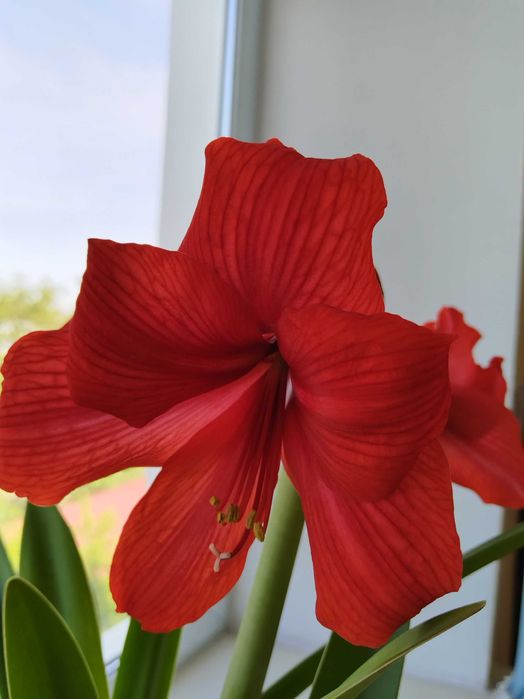 Гиппеаструм 3000