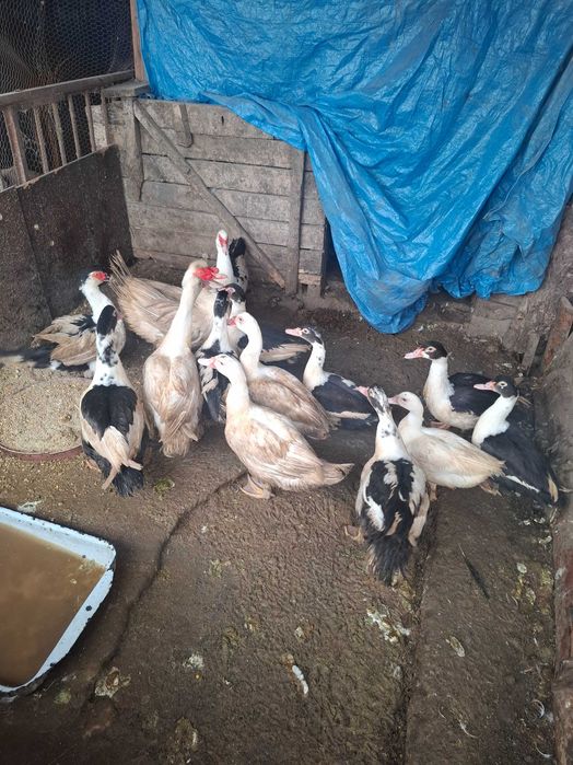 Неми патици-юрдечки