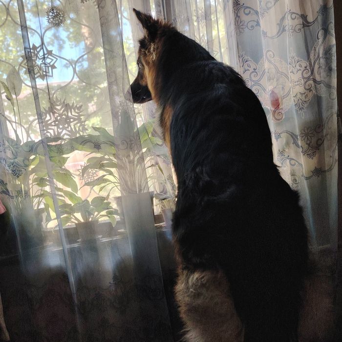 Немецкая овчарка. ВЯЗКА