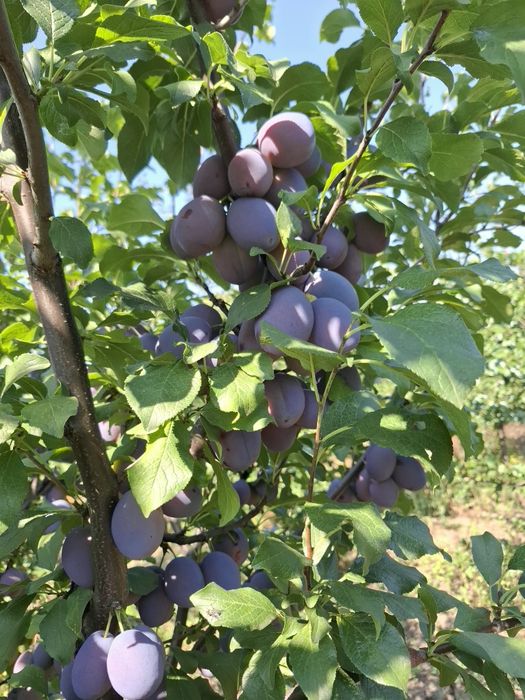 Prune de vanzare