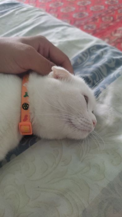 Веслаухая беременная 3месяц 200доллар