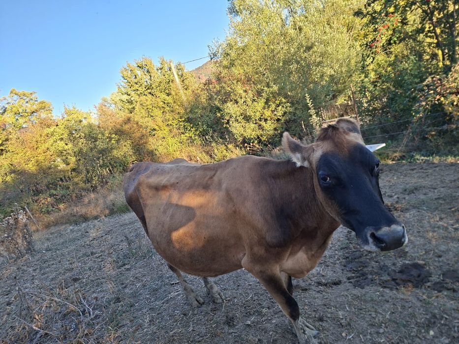 Vaca jersey vand