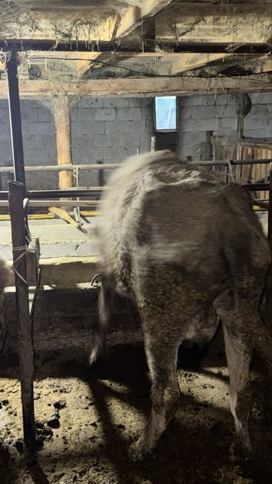 Сиыр сатылады 4 ші тума