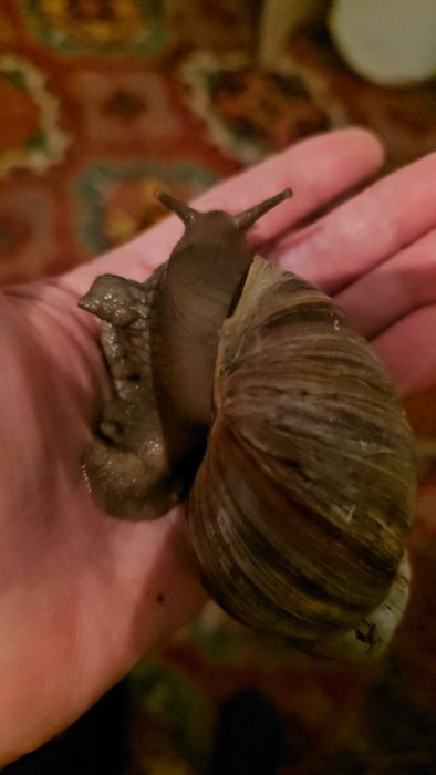 Отдам отдам отдам