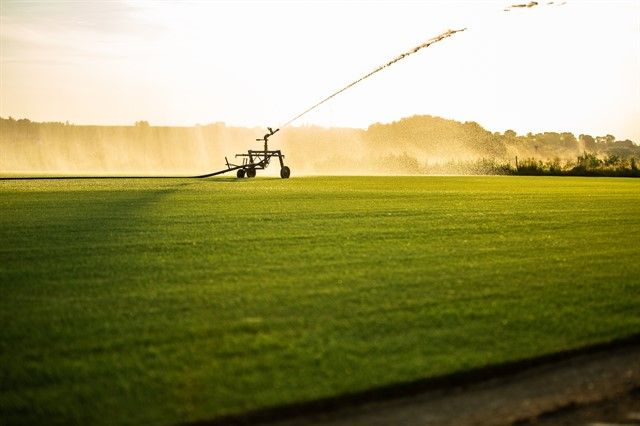 Rulouri de gazon natural, gazon rulou -Ferma de productie Gazon Luna