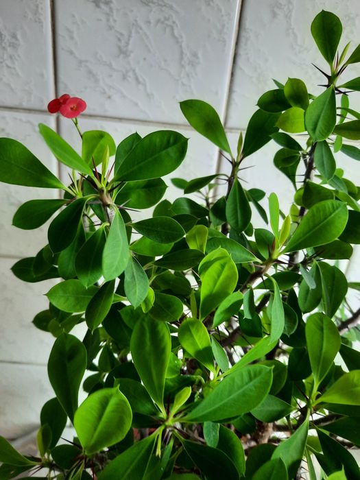 Молочай Миля р-н Бурова