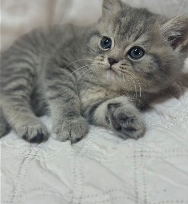 Продам котят , осталось два мальчика