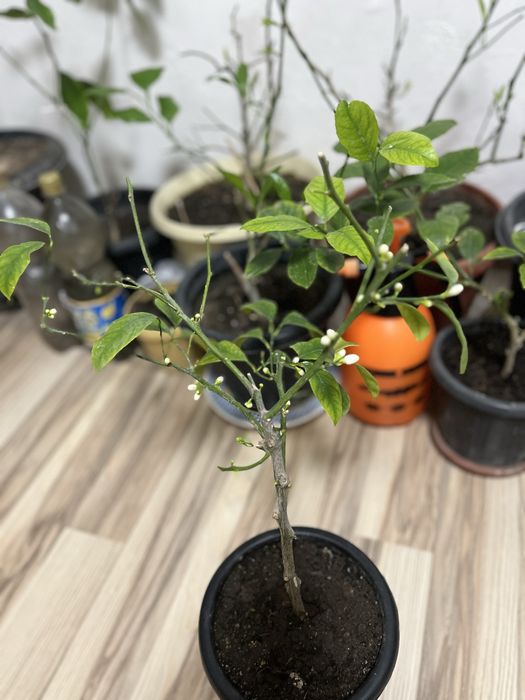 Продам лимон мейера