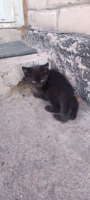 Отдам котят бесплатно