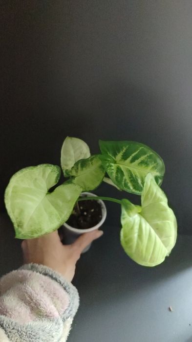 Продам разные виды сингониумов