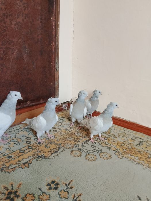 Голуби .бакинцы пепельные