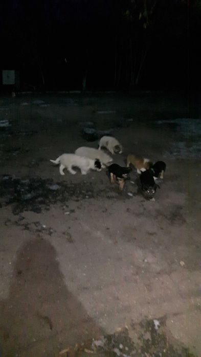 Щеночки- звоночки дружочки