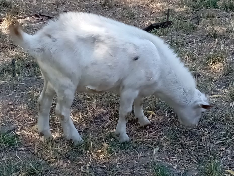 Сатам лак 6 айлык