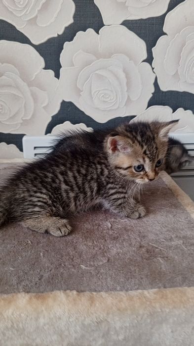 Продаётся МИНИ МИНИ Котёнок МАНЧКИН!