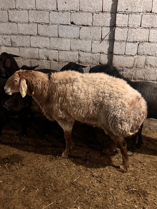 Qo’chqor,qo’y 17 Mln som