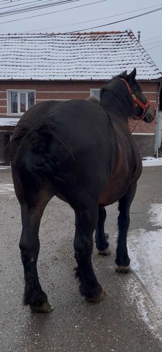 Vând iapă          .