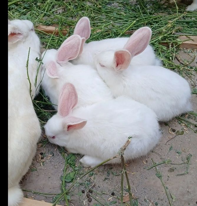 Кролики породы великан