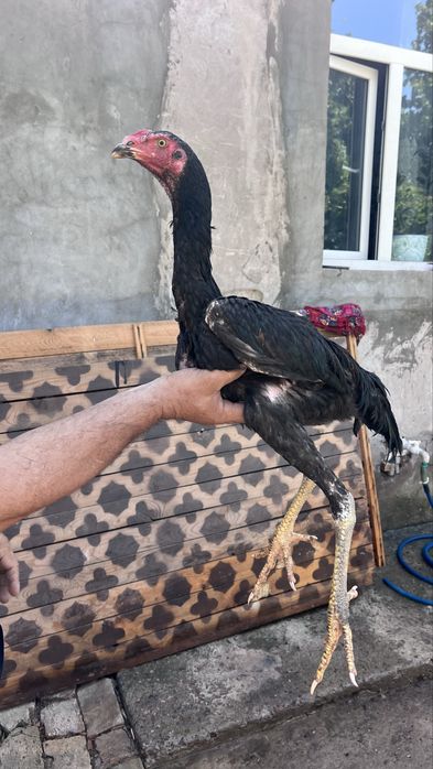 жожалар сотилади