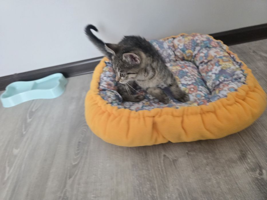 Котёнок, девочка. Возраст 2 месяца.